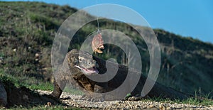 Komodo dragon. Rinca Island. photo