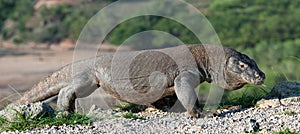 Komodo dragon.  Scientific name: Varanus Komodoensis. Indonesia. Rinca Island photo