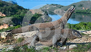 Komodo dragon.  Scientific name: Varanus Komodoensis. Indonesia. Rinca Island photo