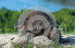 Komodo dragon.  Scientific name: Varanus Komodoensis. Indonesia. Rinca Island