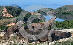 Komodo dragon.  Scientific name: Varanus Komodoensis. Indonesia. Rinca Island photo