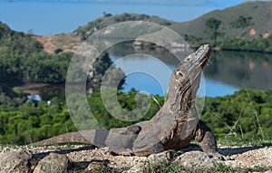 Komodo dragon.  Scientific name: Varanus Komodoensis. Indonesia. Rinca Island