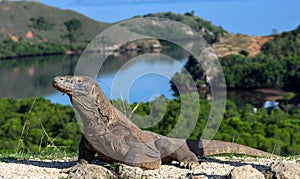 Komodo dragon.  Scientific name: Varanus Komodoensis. Indonesia. Rinca Island photo