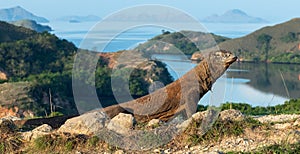 Komodo dragon,  scientific name: Varanus komodoensis. Scenic view on the background, Natural habitat.  Indonesia