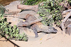 Komodo dragon scuttling under a log