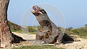 Komodo dragon sits on the ground and yawns. Widely opens its huge mouth.