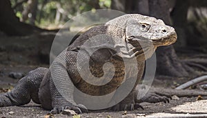 Komodo dragon sits patiently waiting