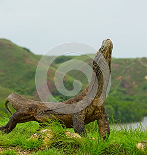 Komodo dragon sitting on the ground against the backdrop of stunning scenery. Interesting perspective. The low point shooting.