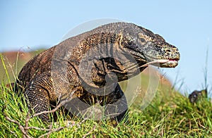 Komodo Dragon sniffs the air with his forked tongue