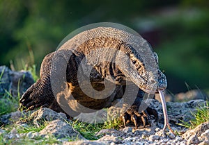 Komodo dragon sniffs the air with his forked tongue.. Scientific name: Varanus komodoensis. Biggest in the world living lizard in photo