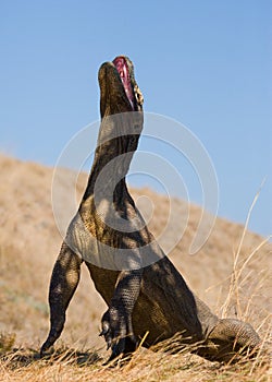 Komodo dragon is standing upright on their hind legs. Interesting perspective. The low point shooting. Indonesia.