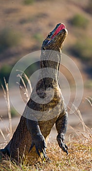 Komodo dragon is standing upright on their hind legs. Interesting perspective. The low point shooting. Indonesia.