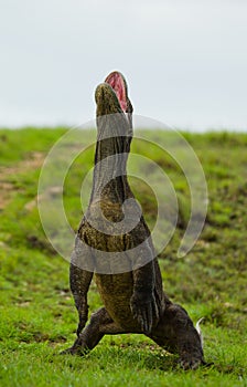 Komodo dragon is standing upright on their hind legs. Interesting perspective. The low point shooting. Indonesia.