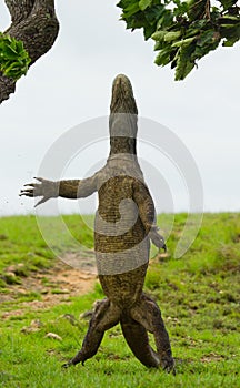 Komodo dragon is standing upright on their hind legs. Interesting perspective. The low point shooting. Indonesia.