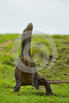 Komodo dragon is standing upright on their hind legs. Interesting perspective. The low point shooting. Indonesia.