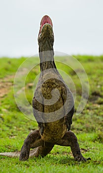 Komodo dragon is standing upright on their hind legs. Interesting perspective. The low point shooting. Indonesia.