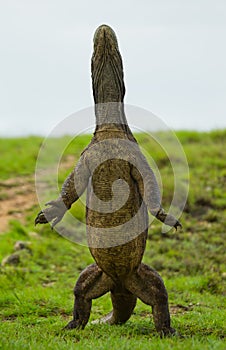 Komodo dragon is standing upright on their hind legs. Interesting perspective. The low point shooting. Indonesia.