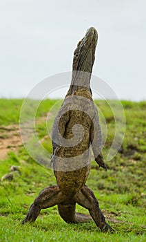 Komodo dragon is standing upright on their hind legs. Interesting perspective. The low point shooting. Indonesia.