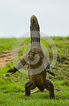 Komodo dragon is standing upright on their hind legs. Interesting perspective. The low point shooting. Indonesia.