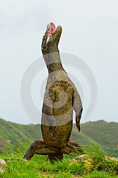 Komodo dragon is standing upright on their hind legs. Interesting perspective. The low point shooting. Indonesia.