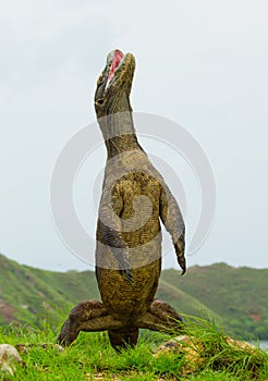 Komodo dragon is standing upright on their hind legs. Interesting perspective. The low point shooting. Indonesia.