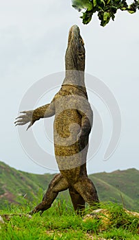 Komodo dragon is standing upright on their hind legs. Interesting perspective. The low point shooting. Indonesia.