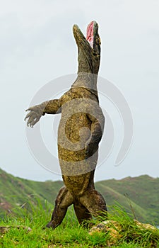 Komodo dragon is standing upright on their hind legs. Interesting perspective. The low point shooting. Indonesia.