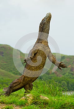 Komodo dragon is standing upright on their hind legs. Interesting perspective. The low point shooting. Indonesia.