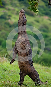 Komodo dragon is standing upright on their hind legs. Interesting perspective. The low point shooting. Indonesia.