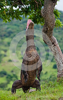 Komodo dragon is standing upright on their hind legs. Interesting perspective. The low point shooting. Indonesia.