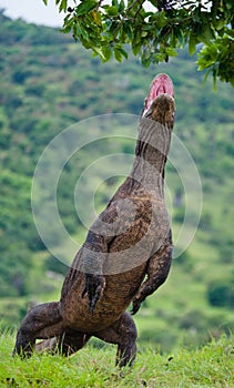 Komodo dragon is standing upright on their hind legs. Interesting perspective. The low point shooting. Indonesia.