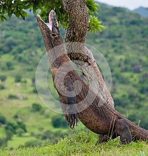 Komodo dragon is standing upright on their hind legs. Interesting perspective. The low point shooting. Indonesia.