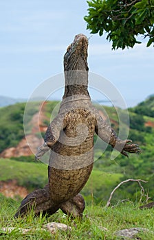 Komodo dragon is standing upright on their hind legs. Interesting perspective. The low point shooting. Indonesia.