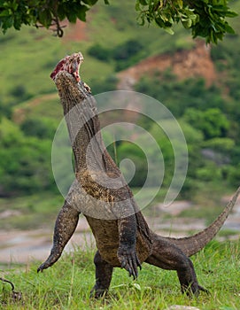 Komodo dragon is standing upright on their hind legs. Interesting perspective. The low point shooting. Indonesia.