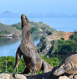 The Komodo dragon  stands on its hind legs. Scientific name: Varanus komodoensis. Biggest living lizard in the world. Rinca island