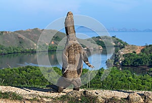 The Komodo dragon  stands on its hind legs. Scientific name: Varanus komodoensis. Biggest living lizard in the world. Rinca island photo