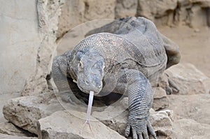 Komodo dragon stare2 photo