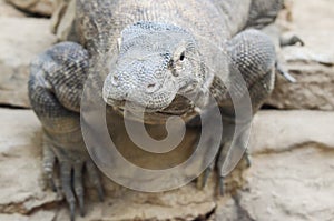 Komodo dragon stare photo