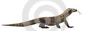 Komodo Dragon sticking the tongue out, isolated on white