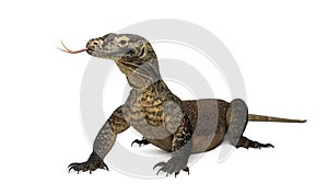 Komodo Dragon sticking the tongue out, isolated on white