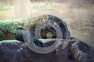 Komodo Dragon at Sydney Taronga Zoo