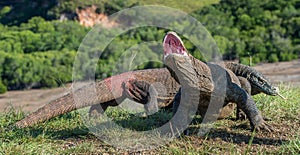 The Komodo dragon . Varanus komodoensis