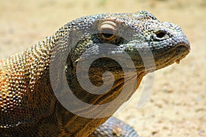 Komodo Dragon (Varanus komodoensis) photo