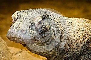 Komodo dragon, Varanus komodoensis