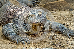 Komodo dragon (Varanus komodoensis)