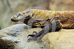 Komodo dragon (Varanus komodoensis).