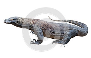 Komodo dragon