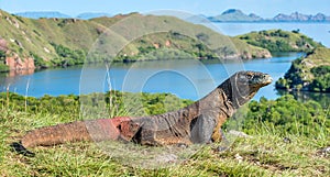 Komodo dragon. Varanus komodoensis. Indonesia. photo