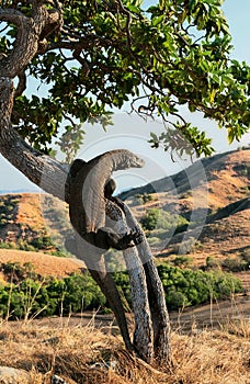 Komodo dragon, Varanus komodoensis photo