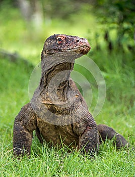 The Komodo dragon. Varanus komodoensis. Close up portrait. photo